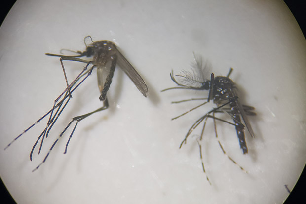 O macho Aedes aegypti, à direita, possui antenas com mais pelos do que a fêmea. Imagem feita com uso de lupa. Foto: Luís Gustavo Prado / Secom UnB.
