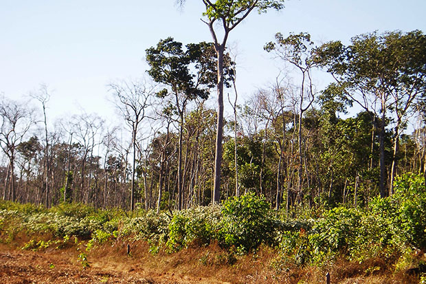 UnB Ciência - Degradação florestal supera desmatamento na Amazônia