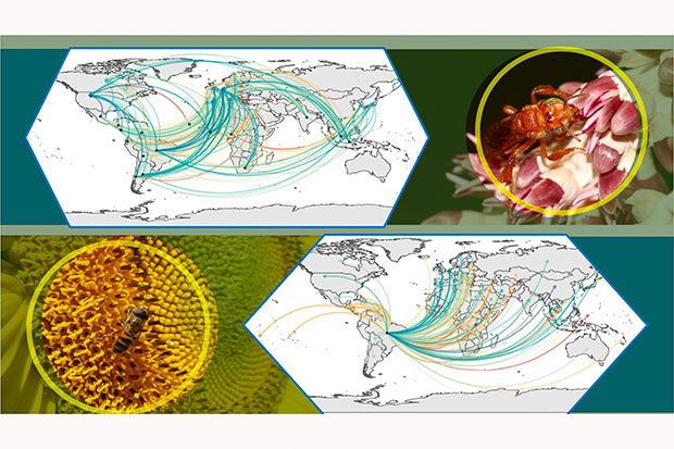 Mapas indicam os fluxos virtuais de polinização identificados no estudo de Deodato, Mertens e Carvalheiro e mais três pesquisadores