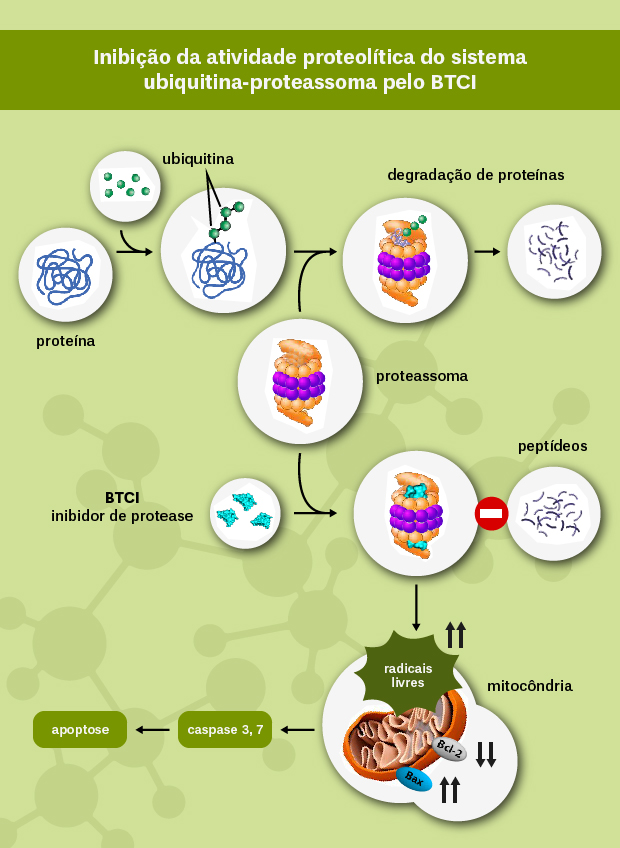 Infográfico com processo de interação de BTCI e protease.