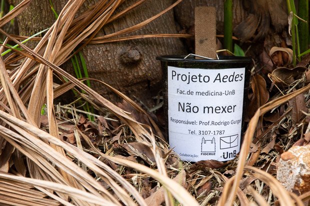 A ovitrampa, armadilha de ovos das fêmeas Aedes aegypti, é uma das técnicas utilizadas no projeto da UnB