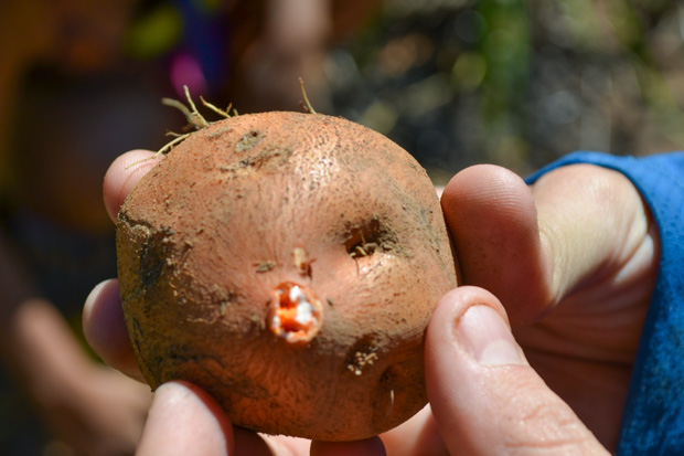 Batata doce laranja é uma das espécies preservadas pelo povo indígena Yawalapíti.