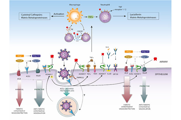 Esquema ilustra a proteína Alfa-1-antitripiscina (em vermelho) e sua atuação em inibir a serina protease TMPRSS2 (em marrom) — responsável pela entrada do vírus SARS-CoV-2— e as proteases ADAM17 (em verde) e a TNFα (em marrom)— que resultam em complicações inflamatórias. Imagem: Laboratório de Neurovirologia Molecular da Faculdade de Ciências da Saúde