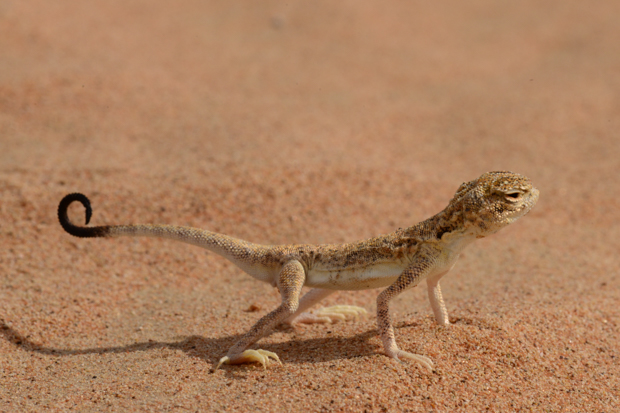 Agama com cabeça de sapo árabe (Phrynocephalus arabicus), encontrado nos Emirados Árabes Unidos. Foto: Johannes Els